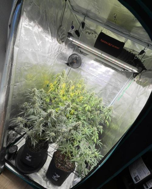 ｆｒｏｓｔｅｄｇｕａｖａ ❄️   | by Green House Seeds. Week 9