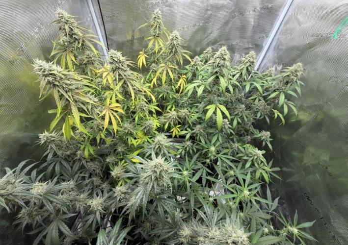 ｆｒｏｓｔｅｄｇｕａｖａ ❄️   | by Green House Seeds. Week 9