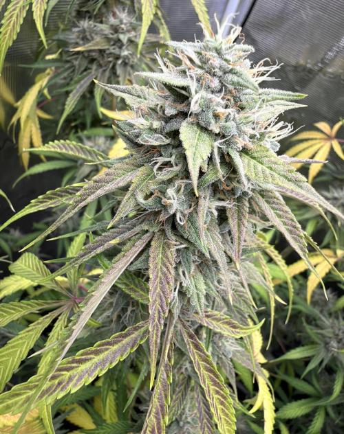 ｆｒｏｓｔｅｄｇｕａｖａ ❄️   | by Green House Seeds. Week 9