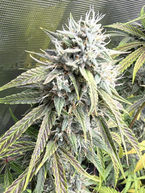 ｆｒｏｓｔｅｄｇｕａｖａ ❄️   | by Green House Seeds. Week 9