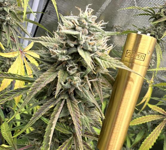 ｆｒｏｓｔｅｄｇｕａｖａ ❄️   | by Green House Seeds. Week 9