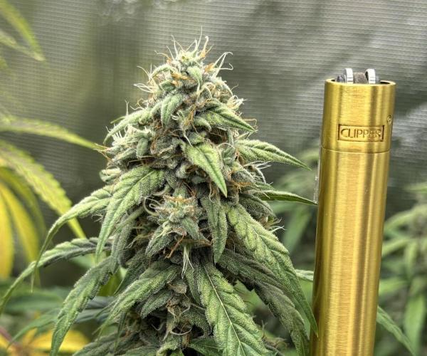 ｆｒｏｓｔｅｄｇｕａｖａ ❄️   | by Green House Seeds. Week 9