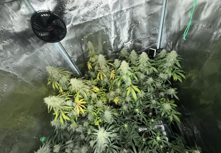 ｆｒｏｓｔｅｄｇｕａｖａ ❄️   | by Green House Seeds. Week 9