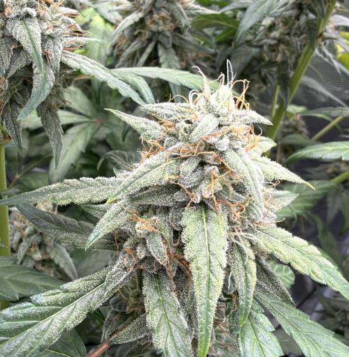 ｆｒｏｓｔｅｄｇｕａｖａ ❄️   | by Green House Seeds. Week 9