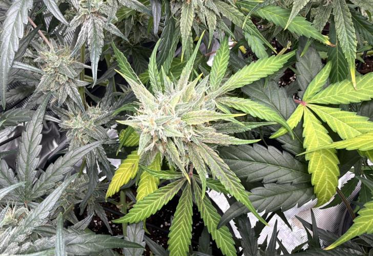 ｆｒｏｓｔｅｄｇｕａｖａ ❄️   | by Green House Seeds. Week 9