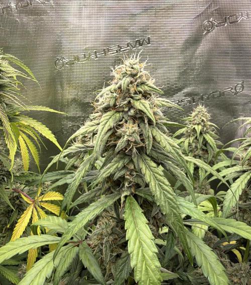 ｆｒｏｓｔｅｄｇｕａｖａ ❄️   | by Green House Seeds. Week 9
