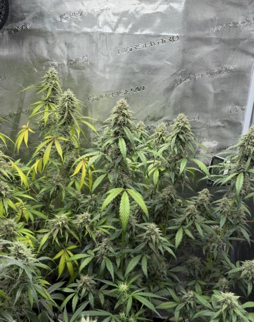 ｆｒｏｓｔｅｄｇｕａｖａ ❄️   | by Green House Seeds. Week 9