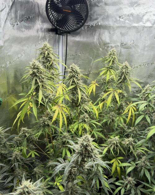 ｆｒｏｓｔｅｄｇｕａｖａ ❄️   | by Green House Seeds. Week 9