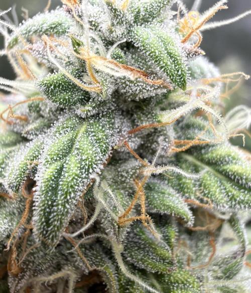 ｆｒｏｓｔｅｄｇｕａｖａ ❄️   | by Green House Seeds. Week 9