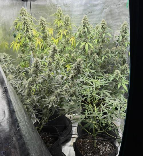 ｆｒｏｓｔｅｄｇｕａｖａ ❄️   | by Green House Seeds. Week 9