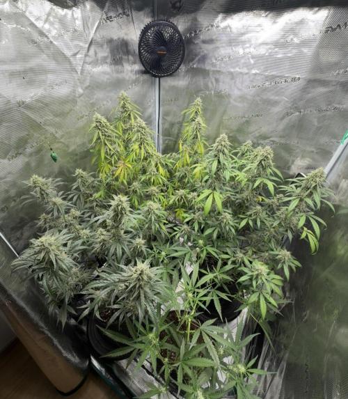 ｆｒｏｓｔｅｄｇｕａｖａ ❄️   | by Green House Seeds. Week 9