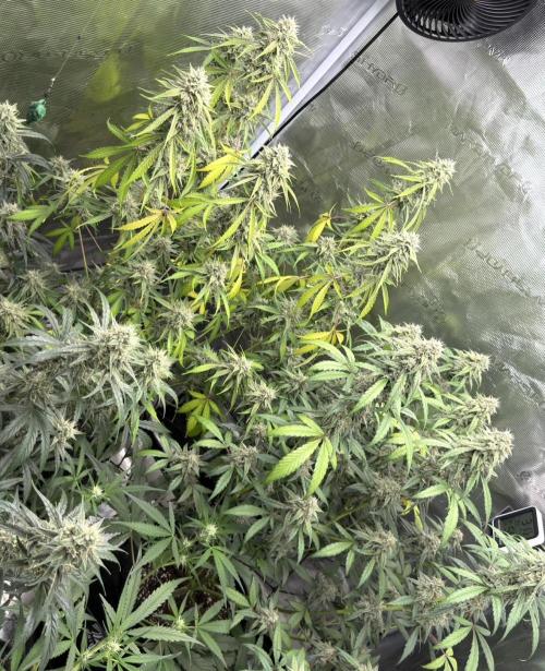 ｆｒｏｓｔｅｄｇｕａｖａ ❄️   | by Green House Seeds. Week 9