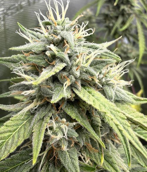 ｆｒｏｓｔｅｄｇｕａｖａ ❄️   | by Green House Seeds. Week 9