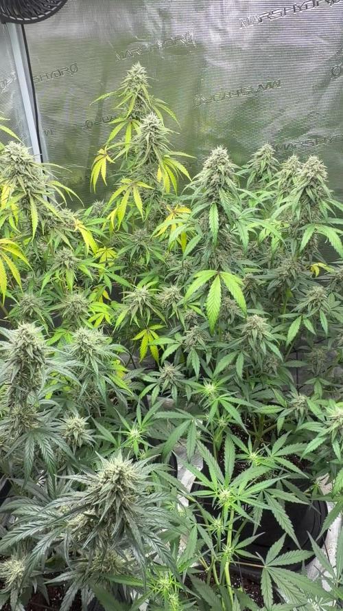ｆｒｏｓｔｅｄｇｕａｖａ ❄️   | by Green House Seeds