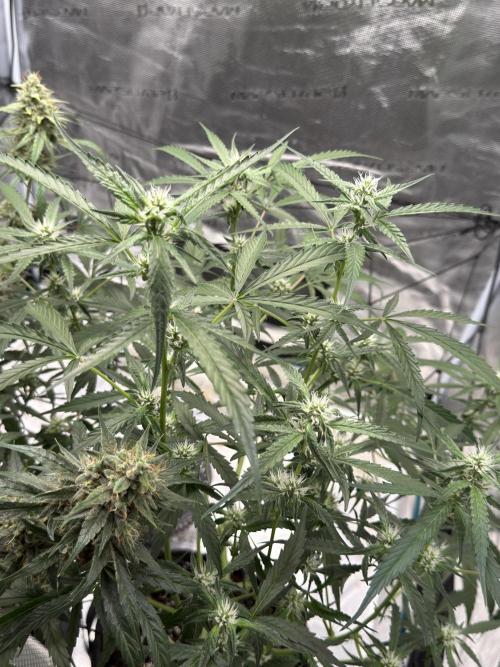 ᗷIᔕᑕOTTI ᙭ GEᒪᗩTO by GreenHouseSeeds. Week 6