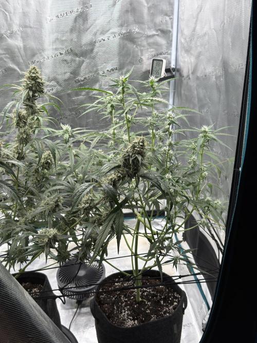 ᗷIᔕᑕOTTI ᙭ GEᒪᗩTO by GreenHouseSeeds. Week 6