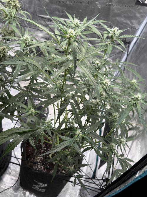 ᗷIᔕᑕOTTI ᙭ GEᒪᗩTO by GreenHouseSeeds. Week 6