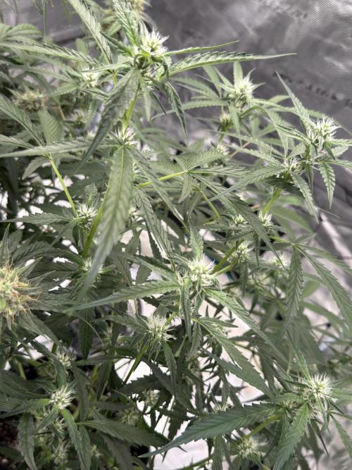 ᗷIᔕᑕOTTI ᙭ GEᒪᗩTO by GreenHouseSeeds. Week 6