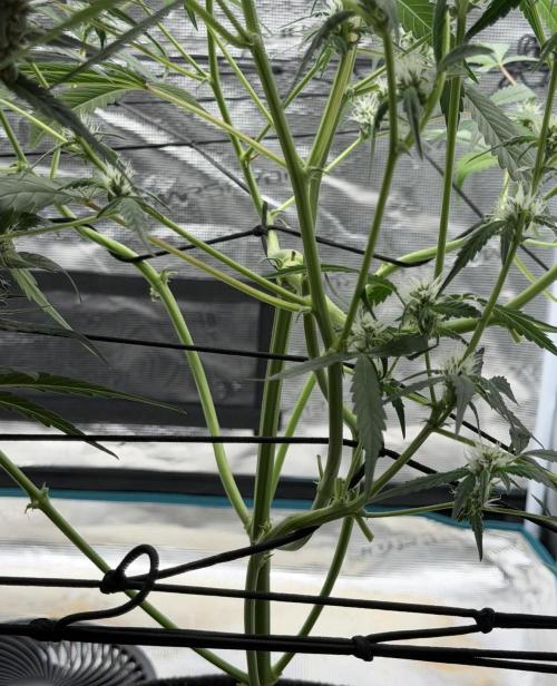 ᗷIᔕᑕOTTI ᙭ GEᒪᗩTO by GreenHouseSeeds. Week 6
