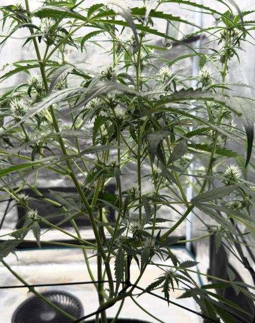 ᗷIᔕᑕOTTI ᙭ GEᒪᗩTO by GreenHouseSeeds. Week 6