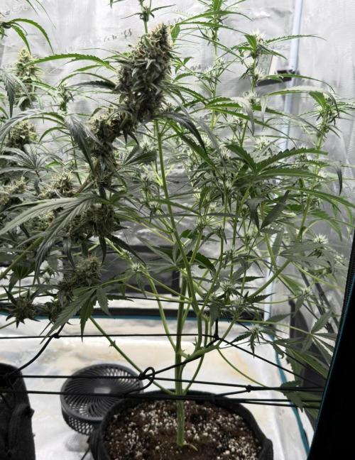 ᗷIᔕᑕOTTI ᙭ GEᒪᗩTO by GreenHouseSeeds. Week 6