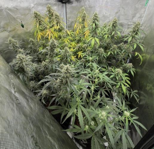 ᗷIᔕᑕOTTI ᙭ GEᒪᗩTO by GreenHouseSeeds. Week 6