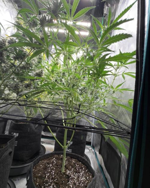 ᗷIᔕᑕOTTI ᙭ GEᒪᗩTO by GreenHouseSeeds. Week 6