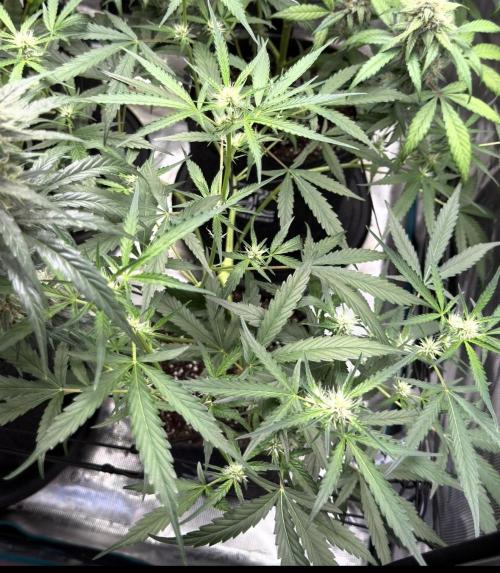 ᗷIᔕᑕOTTI ᙭ GEᒪᗩTO by GreenHouseSeeds. Week 6