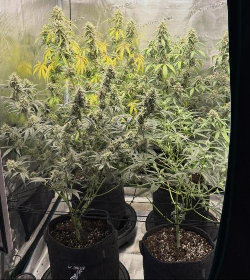 ᗷIᔕᑕOTTI ᙭ GEᒪᗩTO by GreenHouseSeeds. Week 6