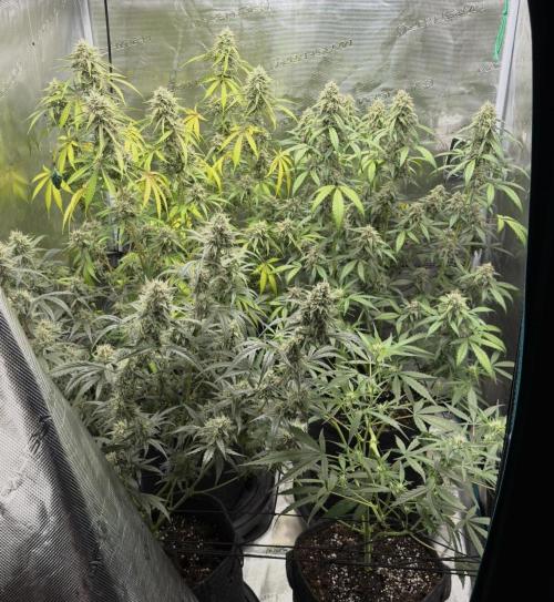 ᗷIᔕᑕOTTI ᙭ GEᒪᗩTO by GreenHouseSeeds. Week 6