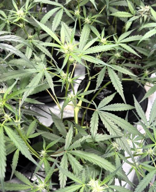 ᗷIᔕᑕOTTI ᙭ GEᒪᗩTO by GreenHouseSeeds. Week 6