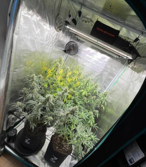 ｆｒｏｓｔｅｄｇｕａｖａ ❄️   | by Green House Seeds. Week 10