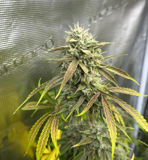 ｆｒｏｓｔｅｄｇｕａｖａ ❄️   | by Green House Seeds. Week 10