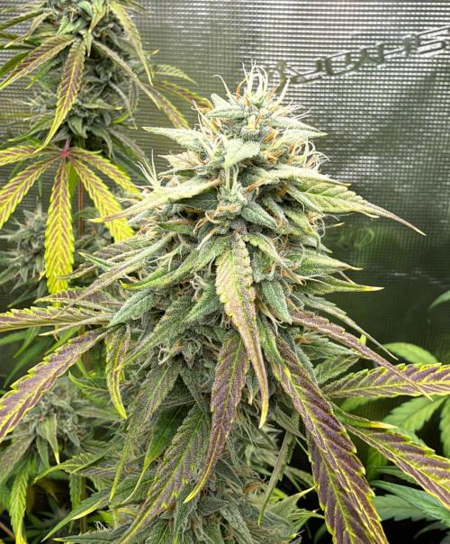 ｆｒｏｓｔｅｄｇｕａｖａ ❄️   | by Green House Seeds. Week 10