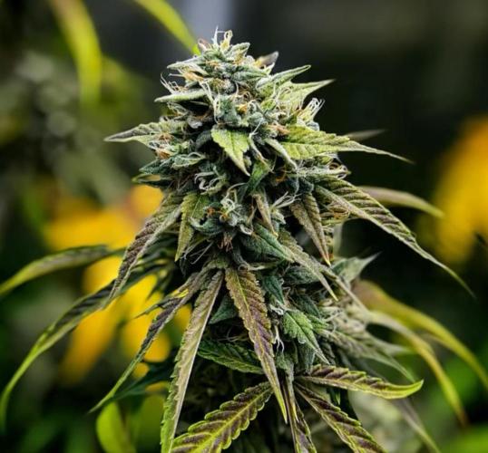 ｆｒｏｓｔｅｄｇｕａｖａ ❄️   | by Green House Seeds. Week 10