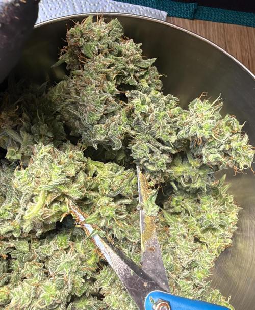 ｆｒｏｓｔｅｄｇｕａｖａ ❄️   | by Green House Seeds. Week 10