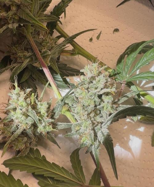 ｆｒｏｓｔｅｄｇｕａｖａ ❄️   | by Green House Seeds. Week 10
