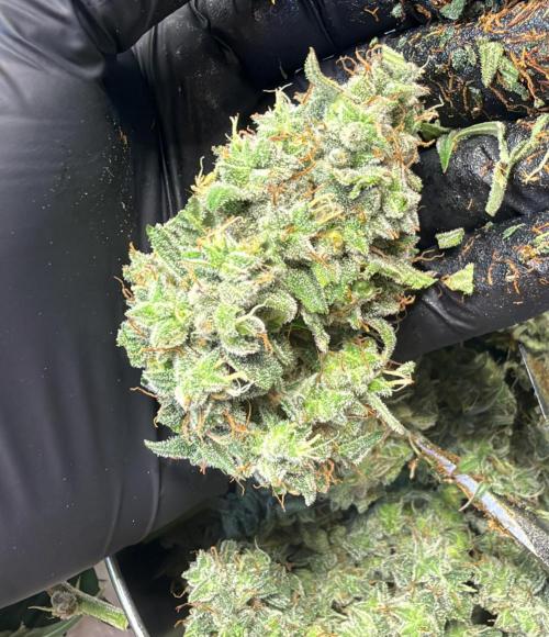 ｆｒｏｓｔｅｄｇｕａｖａ ❄️   | by Green House Seeds. Week 10