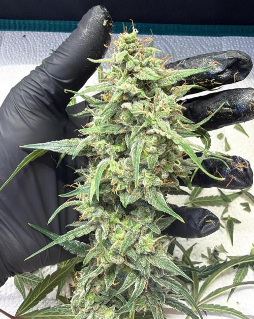 ｆｒｏｓｔｅｄｇｕａｖａ ❄️   | by Green House Seeds. Week 10