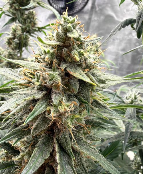 ｆｒｏｓｔｅｄｇｕａｖａ ❄️   | by Green House Seeds. Week 10