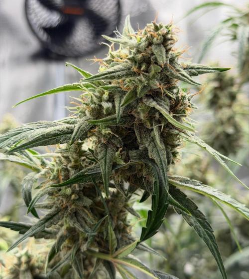 ｆｒｏｓｔｅｄｇｕａｖａ ❄️   | by Green House Seeds. Week 10