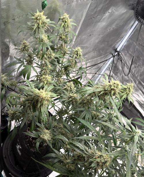 ｆｒｏｓｔｅｄｇｕａｖａ ❄️   | by Green House Seeds. Week 10