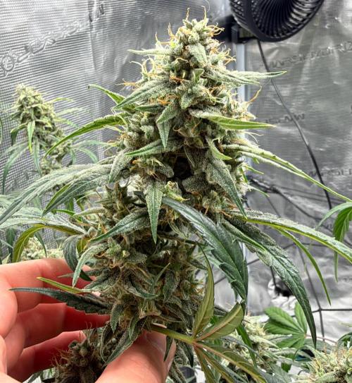 ｆｒｏｓｔｅｄｇｕａｖａ ❄️   | by Green House Seeds. Week 10