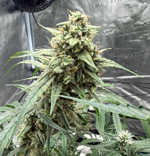 ｆｒｏｓｔｅｄｇｕａｖａ ❄️   | by Green House Seeds. Week 10