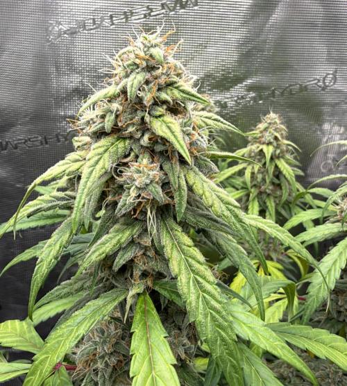 ｆｒｏｓｔｅｄｇｕａｖａ ❄️   | by Green House Seeds. Week 10