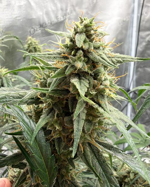 ｆｒｏｓｔｅｄｇｕａｖａ ❄️   | by Green House Seeds. Week 10
