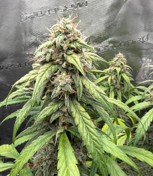 ｆｒｏｓｔｅｄｇｕａｖａ ❄️   | by Green House Seeds. Week 10