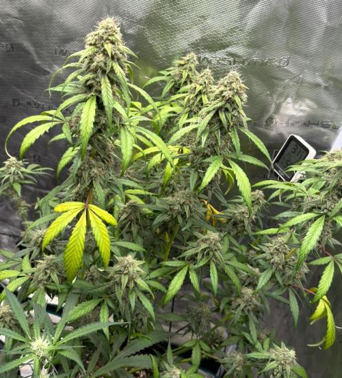 ｆｒｏｓｔｅｄｇｕａｖａ ❄️   | by Green House Seeds. Week 10