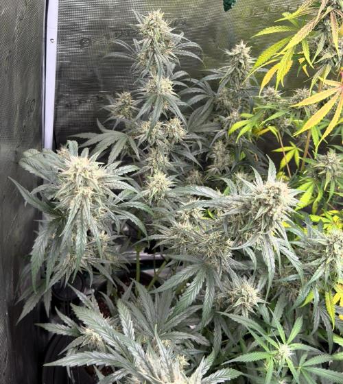 ｆｒｏｓｔｅｄｇｕａｖａ ❄️   | by Green House Seeds. Week 10