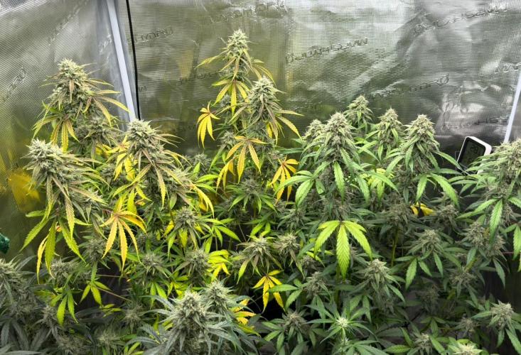 ｆｒｏｓｔｅｄｇｕａｖａ ❄️   | by Green House Seeds. Week 10